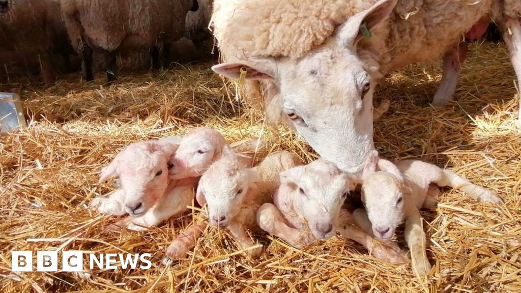 Two sets of quintuplet lambs are born in Swindon