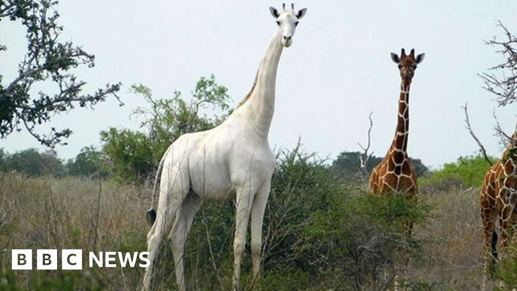 World S Only Known White Giraffe Fitted With Tracker To Deter Poachers c News