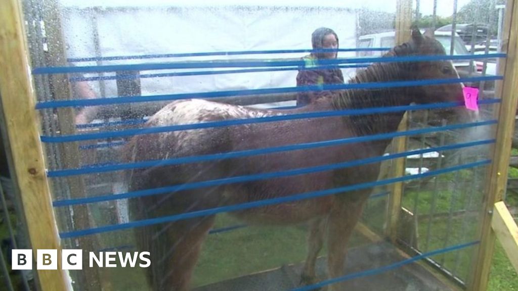 Pony passports Chagford 'threaten market' BBC News