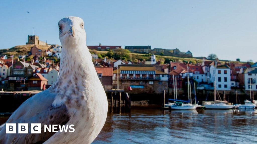Scarborough Council 'gullmugging' statistics revealed BBC News