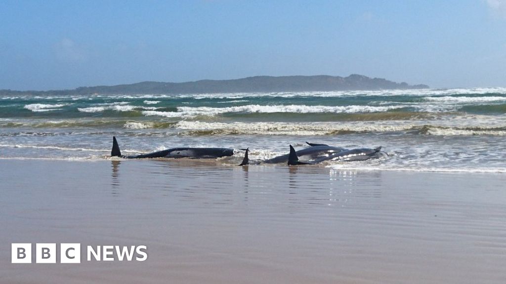 Australia whale stranding: 470 animals now beached in Tasmania record