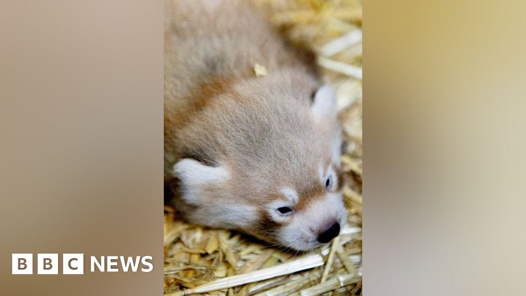 Flamingo Land red panda cub birth 'hugely important' for species