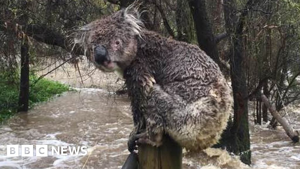 Koala bears Australia's wild weather - BBC