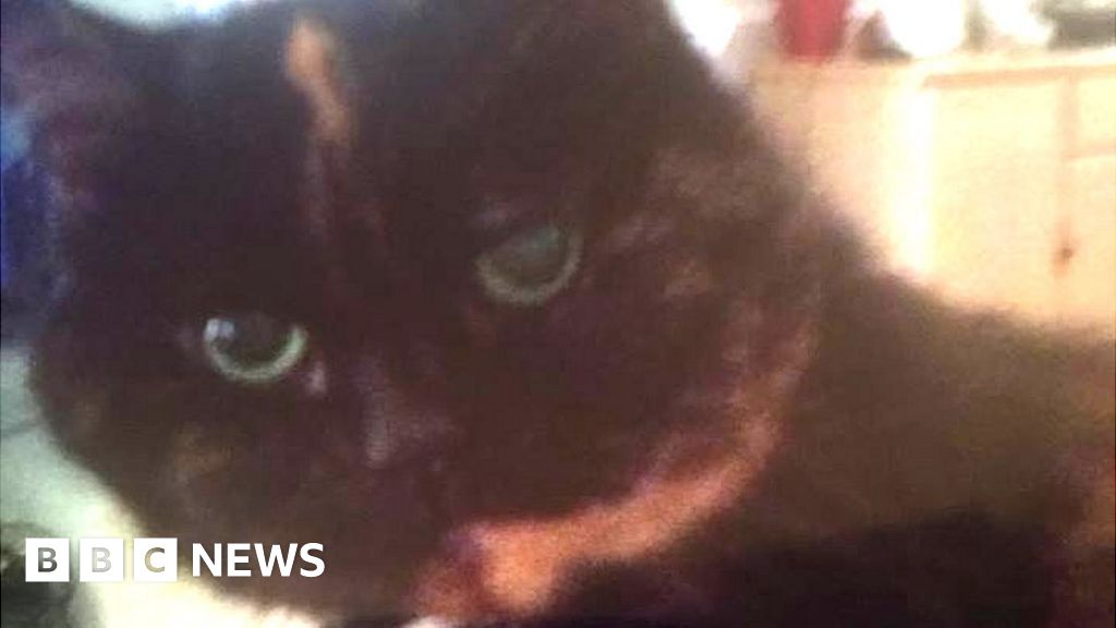 Cat killer strikes again as pet called Lulu is decapitated in Kingston