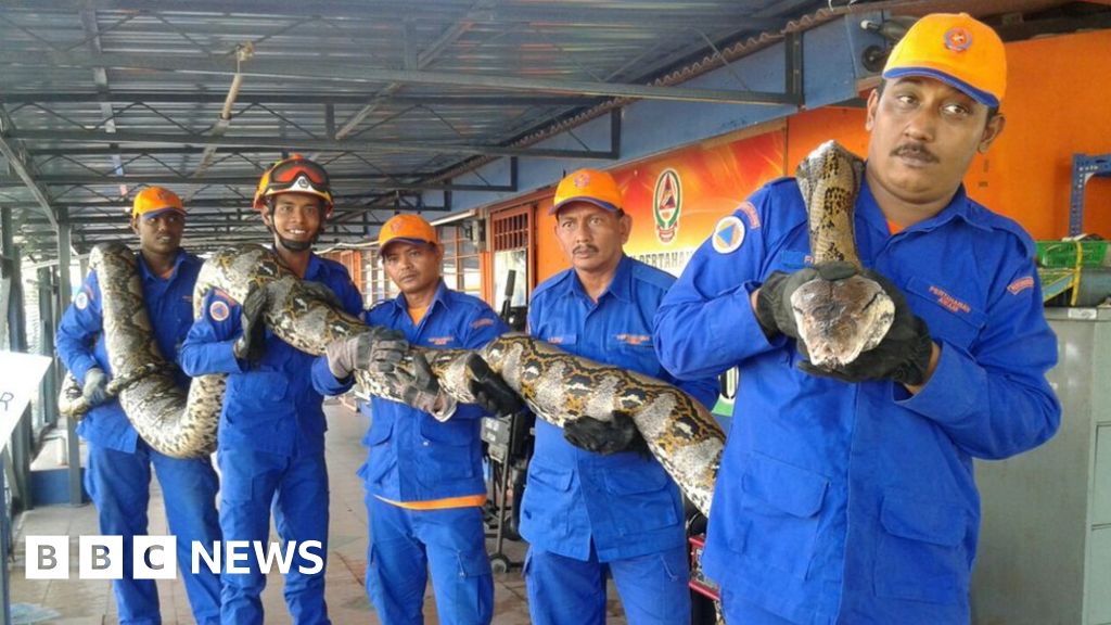 'Longestever' captured python dies in Malaysia BBC News