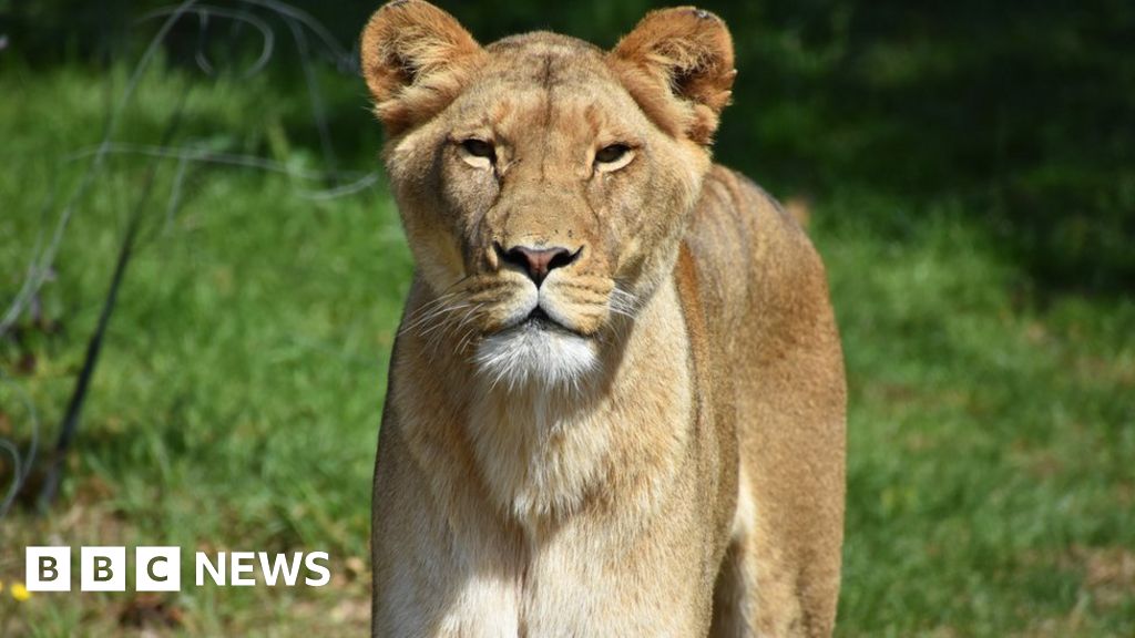 Berlijnse ‘leeuw’: autoriteiten zeggen dat het wilde dier mogelijk een zwijn was