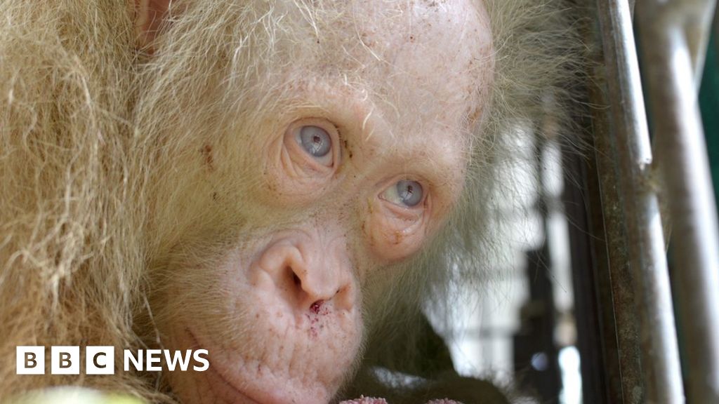 Albino orangutan rescued from captivity in Indonesia - BBC News