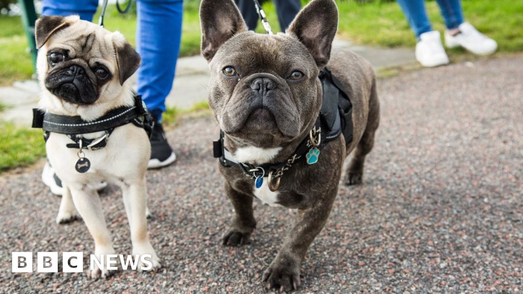 bbc watchdog dog dna test