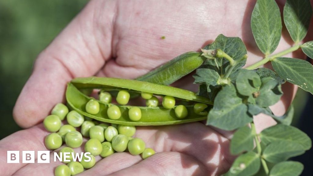 Heatwave threatens to cause shortage of peas BBC News