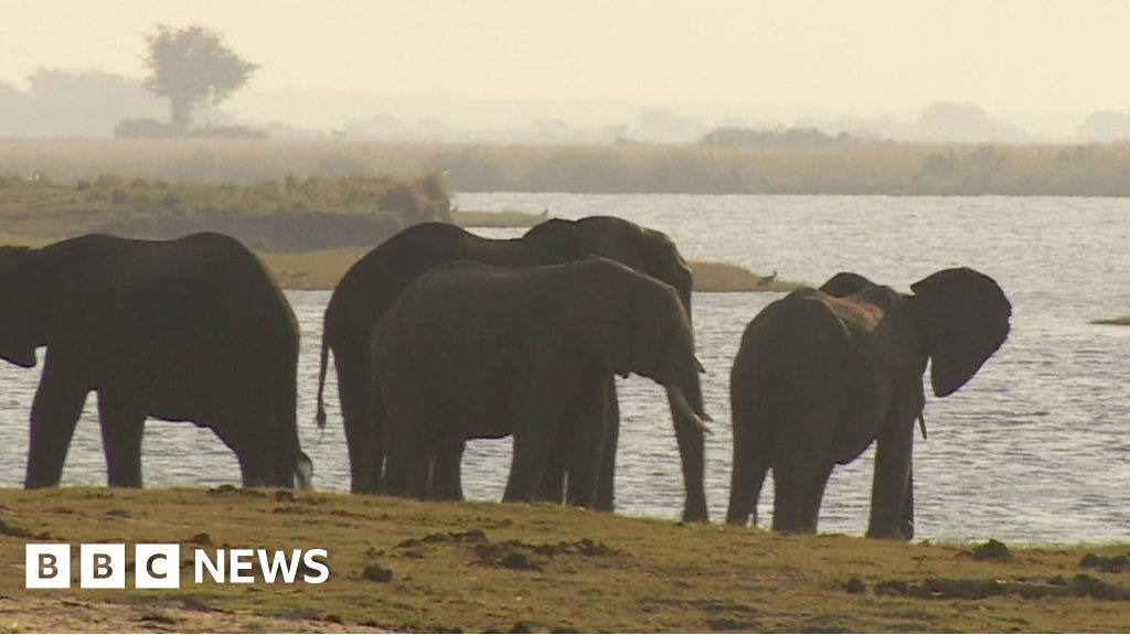 Botswana's elephant hunting dilemma - BBC News