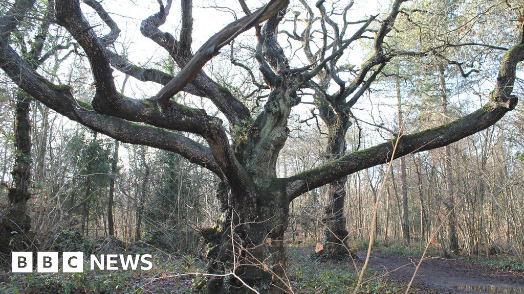 Trees in Bristol woodland pruned for the first time in 150 years BBC News