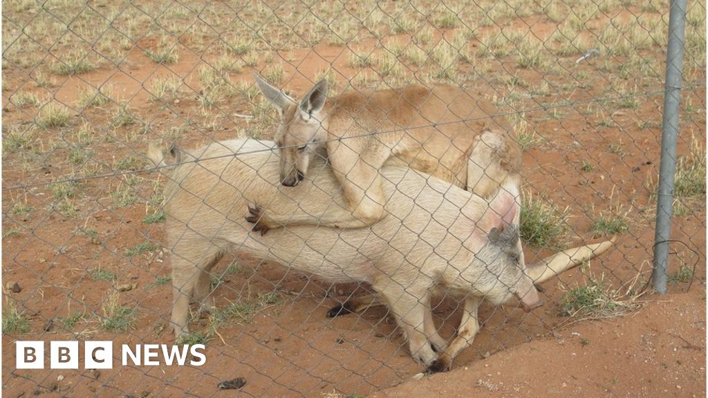 Kangaroo and pig share intimate relationship - BBC News
