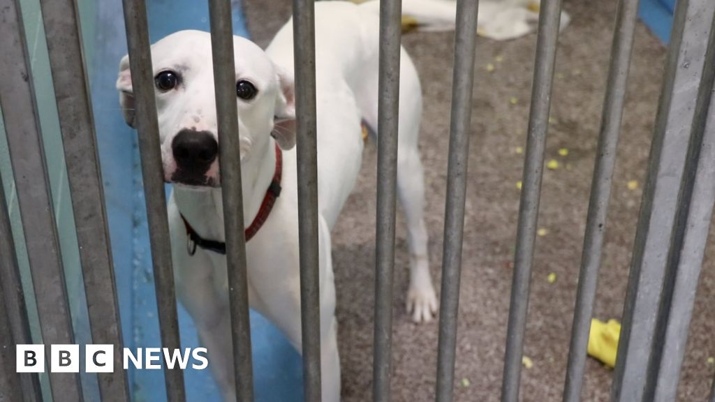 Newcastle Cat & Dog Shelter appeal aims to keep animals warm BBC News