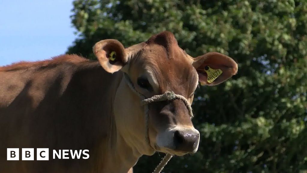 The dairy queen: a history of the Jersey breed worldwide by