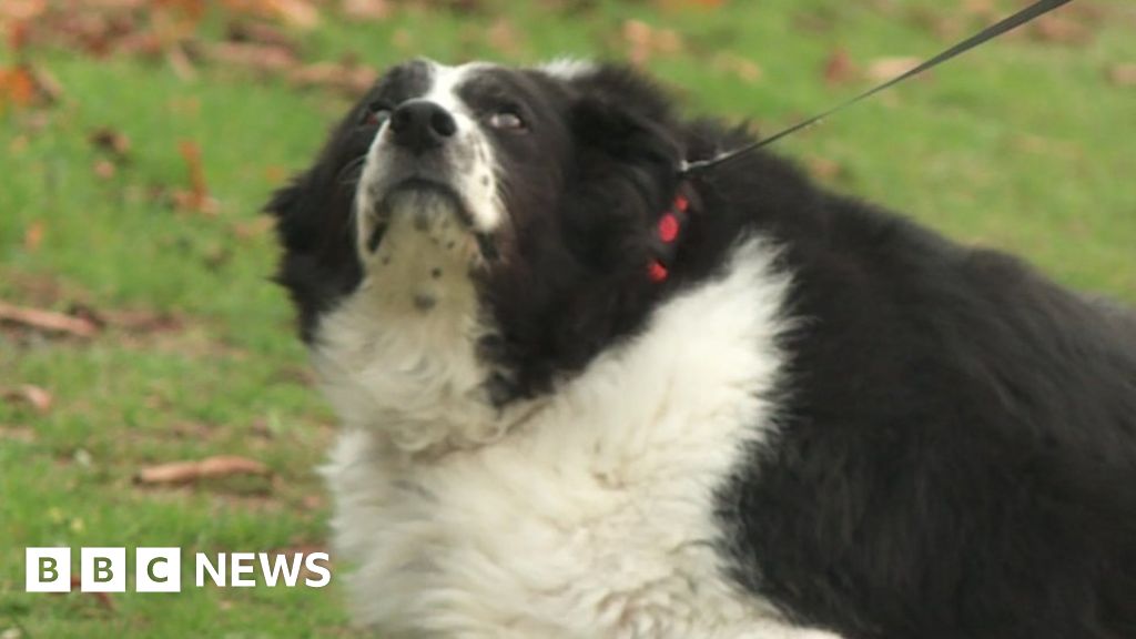 gables dogs for rehoming