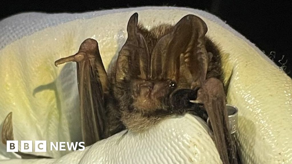 Barbastelle bat colony could be devastated by Norwich road, experts say