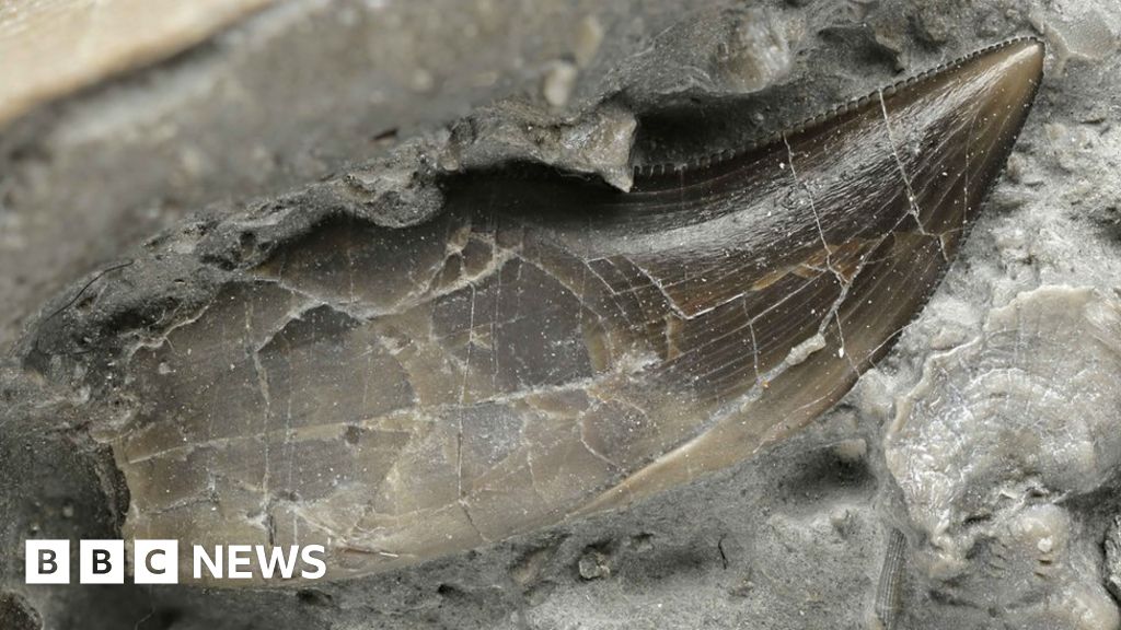 Welsh dinosaur named 'dragon thief' - BBC News