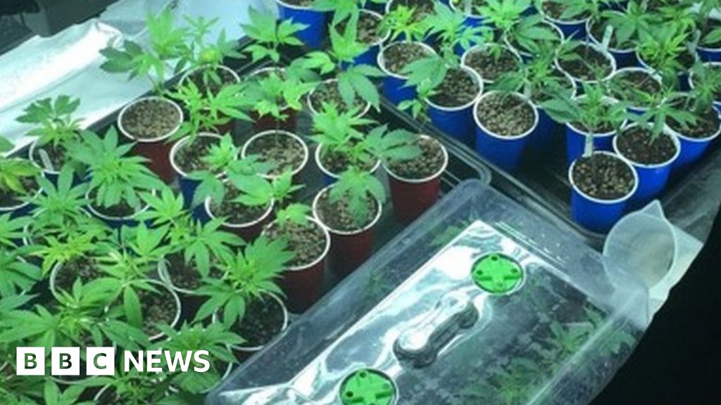 Two Arrests After Potters Bar Cannabis Factory Raid Bbc News