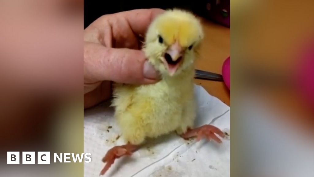Chick Hatching Projects In Schools Should Stop Bbc News 