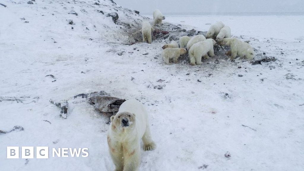 Ryrkaypiy: Far-north Russian village overrun by polar bears thumbnail