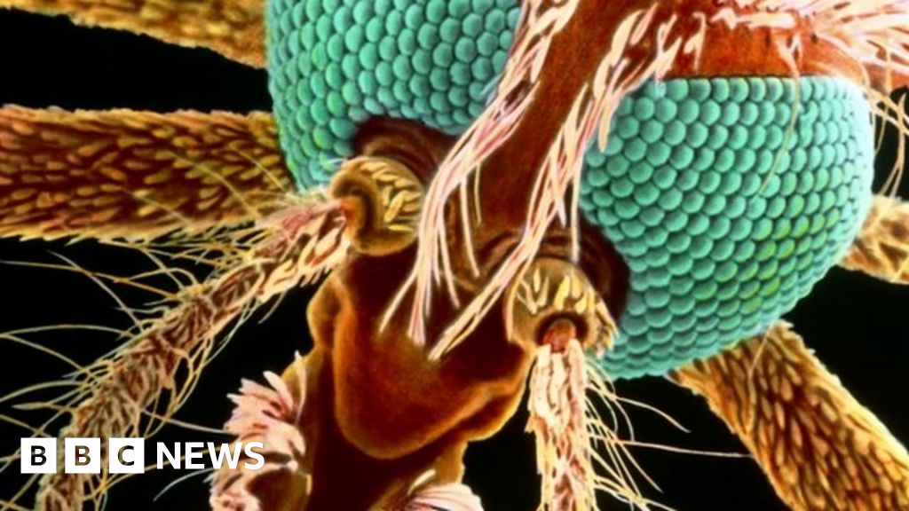 Malaria '700 million cases' stopped in Africa BBC News