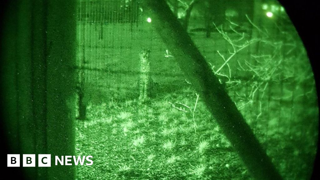 Marwell Zoo breakin Four arrested after video shared BBC News