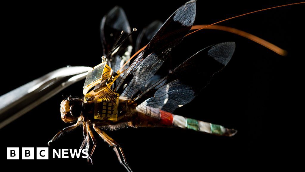 Living dragonfly drones take flight