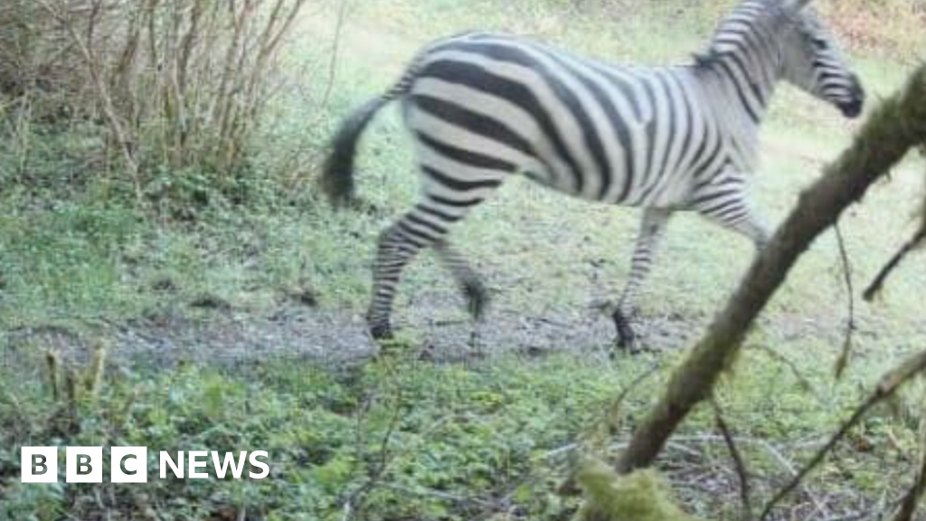 Una zebra è in libertà dopo essere fuggita nelle montagne americane