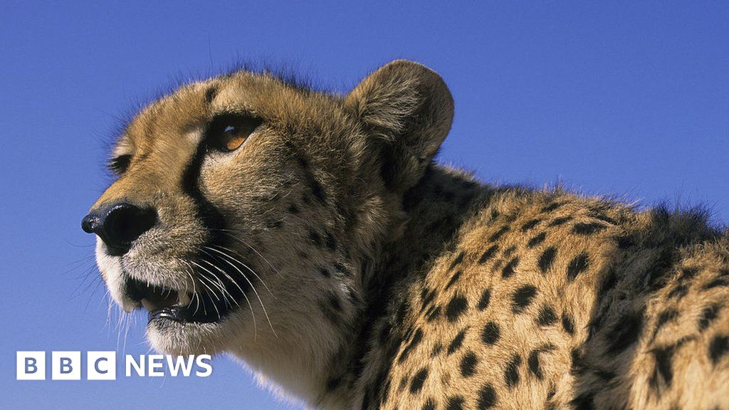 Cheetahs to prowl India for first time in 70 years