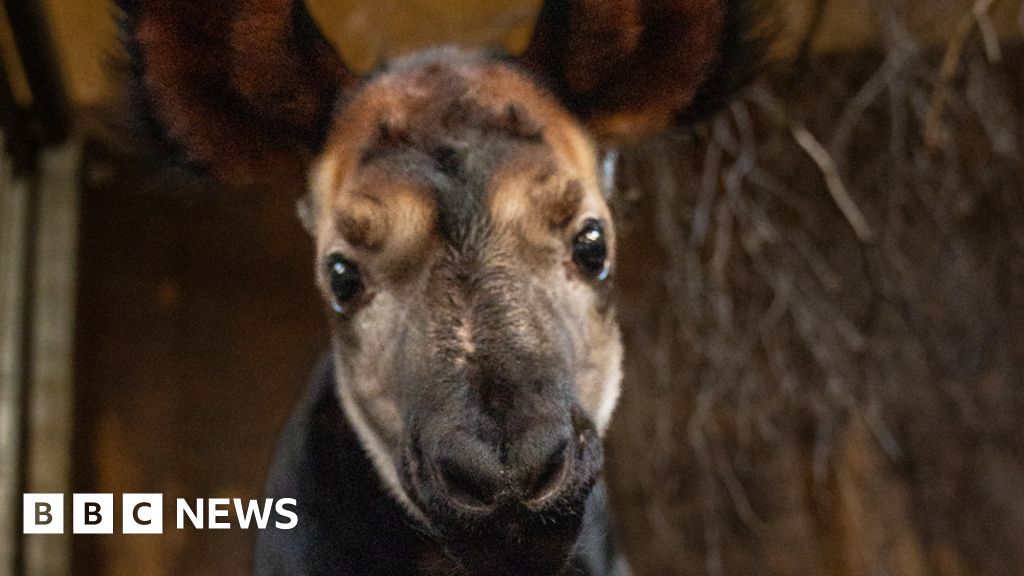 يقول الحارس إن ولادة أوكابي في حديقة حيوان تشيستر يمكن أن تساعد في الكشف عن أسرار الأنواع