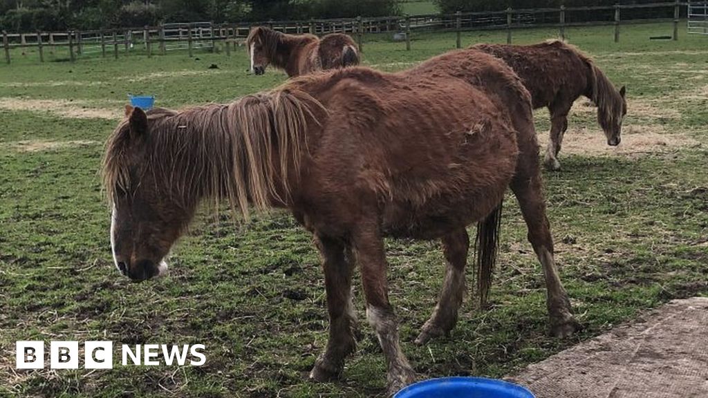 Gelligaer: Ponies found in ‘terrible’ condition are rescued