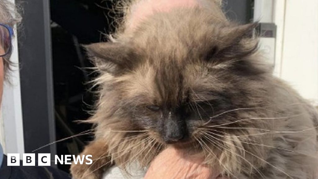 Swansea explosion: Missing cat found alive week after blast – NewsEverything Wales
