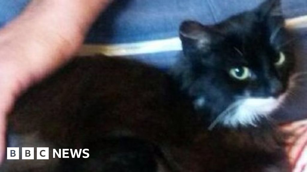 Cat's leg amputated after getting caught in illegal trap BBC News