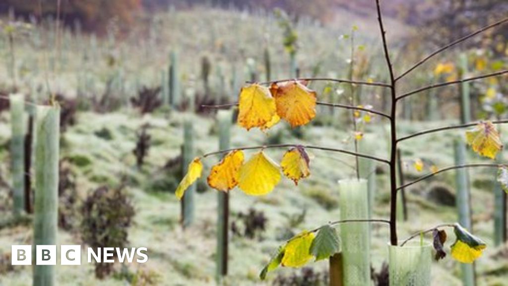 'Naturebased' greenhouse gas removal to limit UK climate change