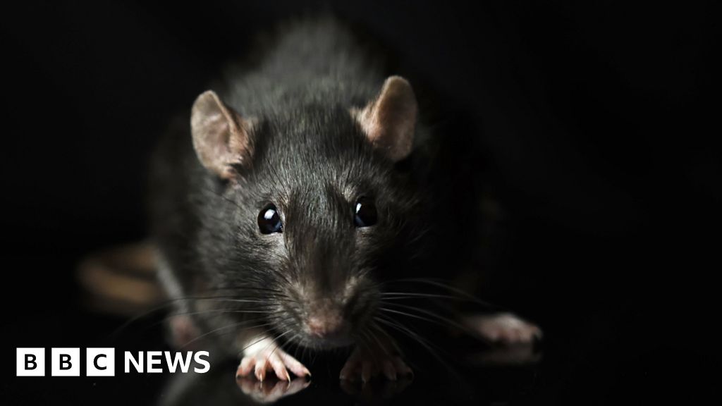 https://ichef.bbci.co.uk/news/1024/branded_news/E679/production/_130210095_rat-gettyimages-1328938939.jpg