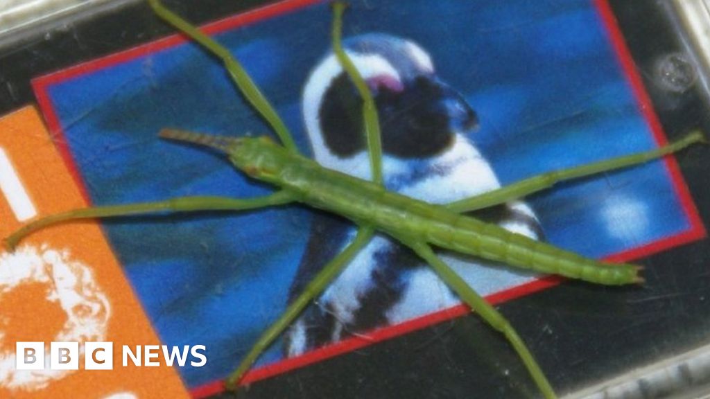 Rare stick insects hatch at Bristol Zoo BBC News