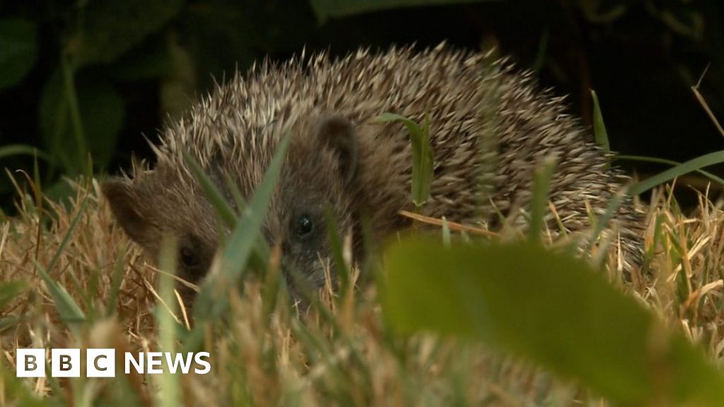 Hedgehog rescue run from home - BBC News