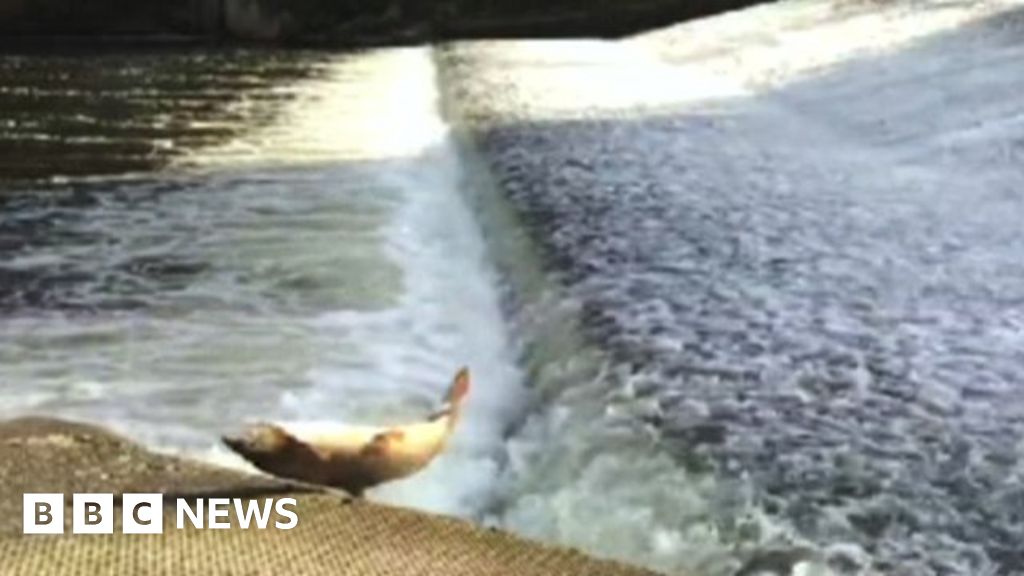 Salmon leaping Shrewsbury weir hits dry land BBC News