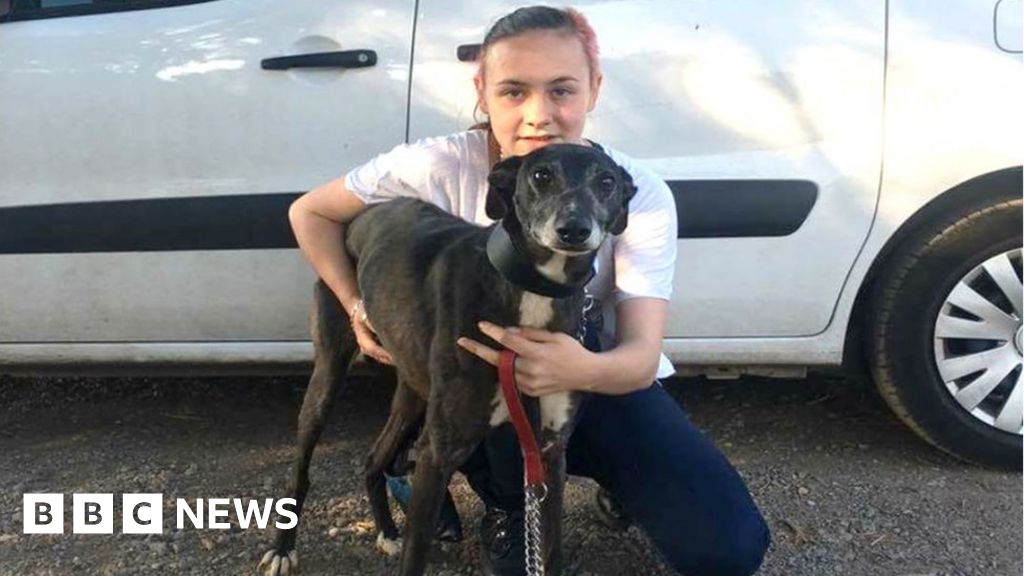 Lost dog reunited with owner after three years 