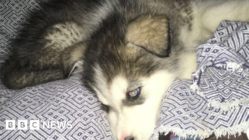 Puppy stolen by masked gang in Leicester burglary - BBC News