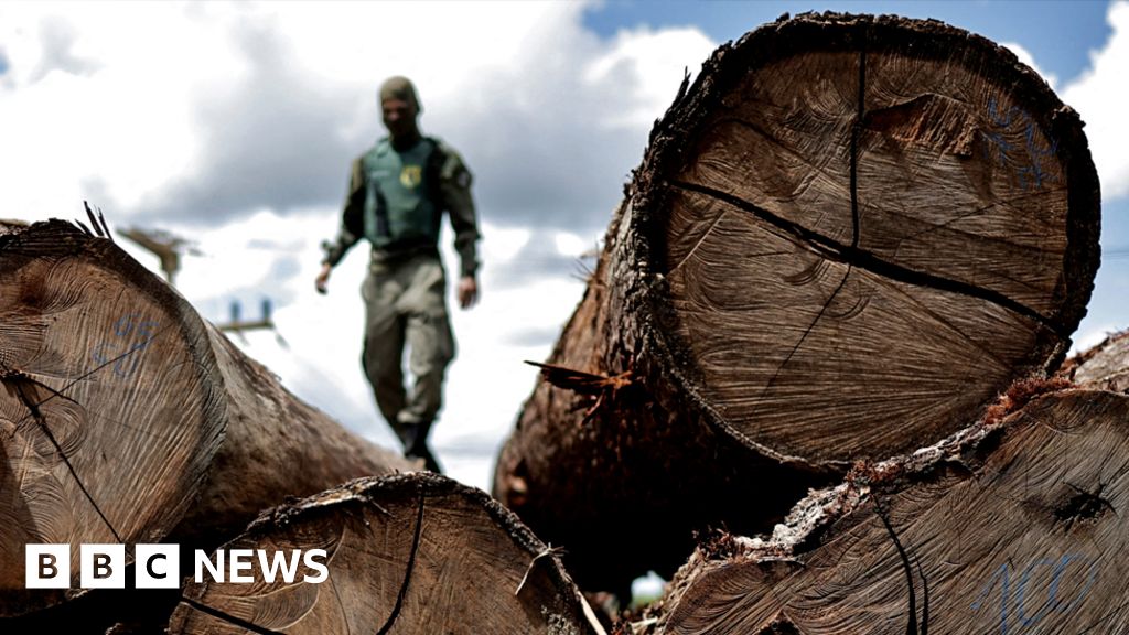 Perubahan iklim: deforestasi meningkat meskipun ada janji