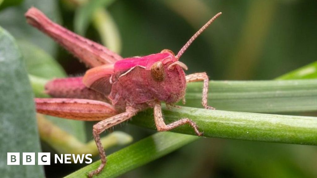 Amateur photographer snaps pink grasshopper in Lincoln