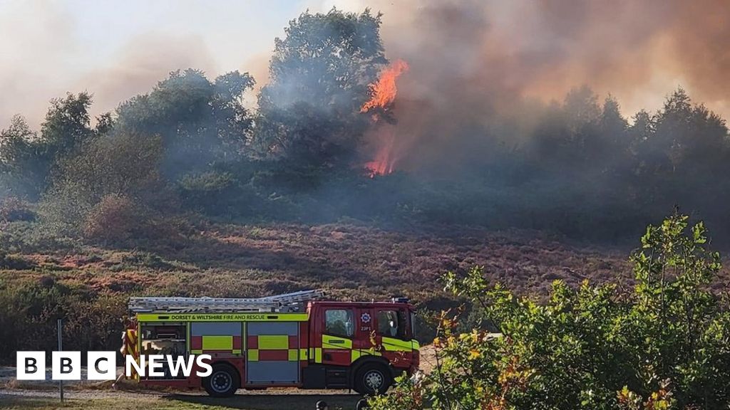 Bourne Valley nature reserve heath destroyed by 'deliberate' fire