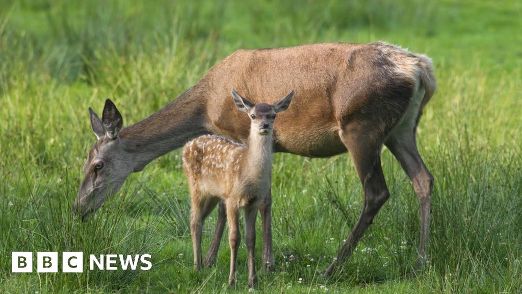 Climate change alters Highland red deer gene pool - BBC News