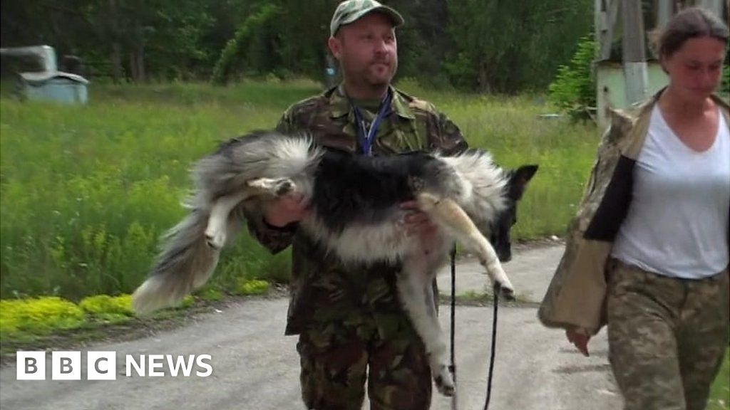 The forgotten dogs of Chernobyl