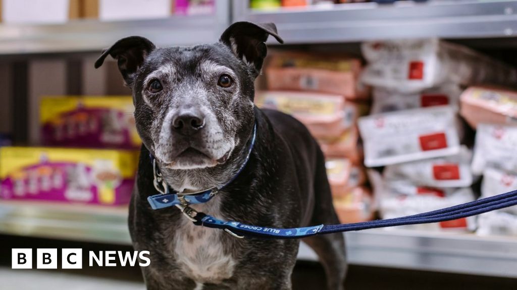 Sheffield pet food bank sees increase in requests for help - BBC News