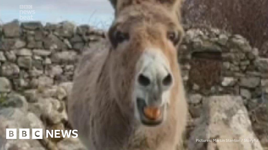 Meet Harriet Ireland's singing donkey BBC News