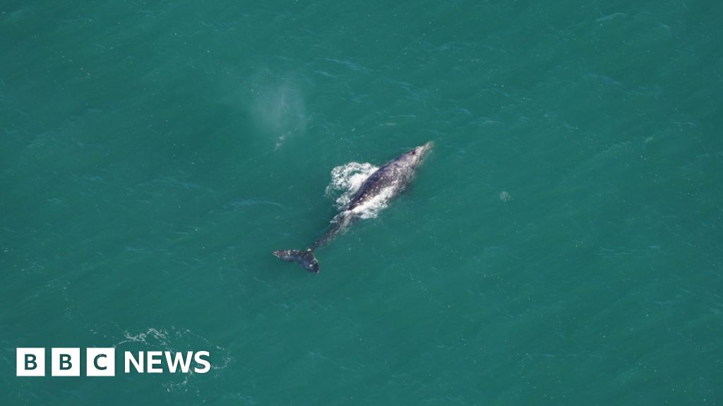 Rare sighting of gray whale off New England coast
