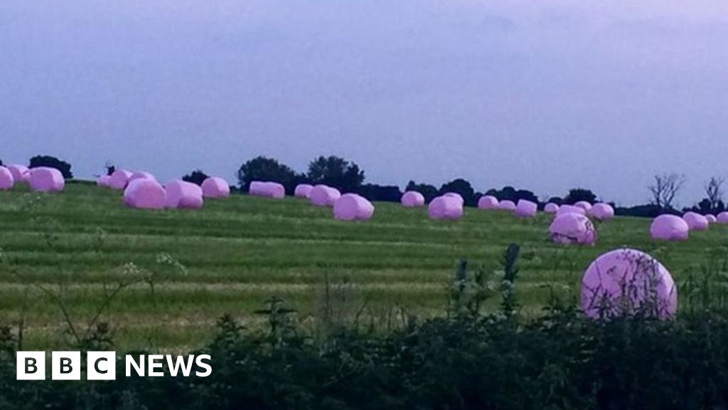 Cancer Research 'marshmallow hope fields' on Suffolk farm BBC News