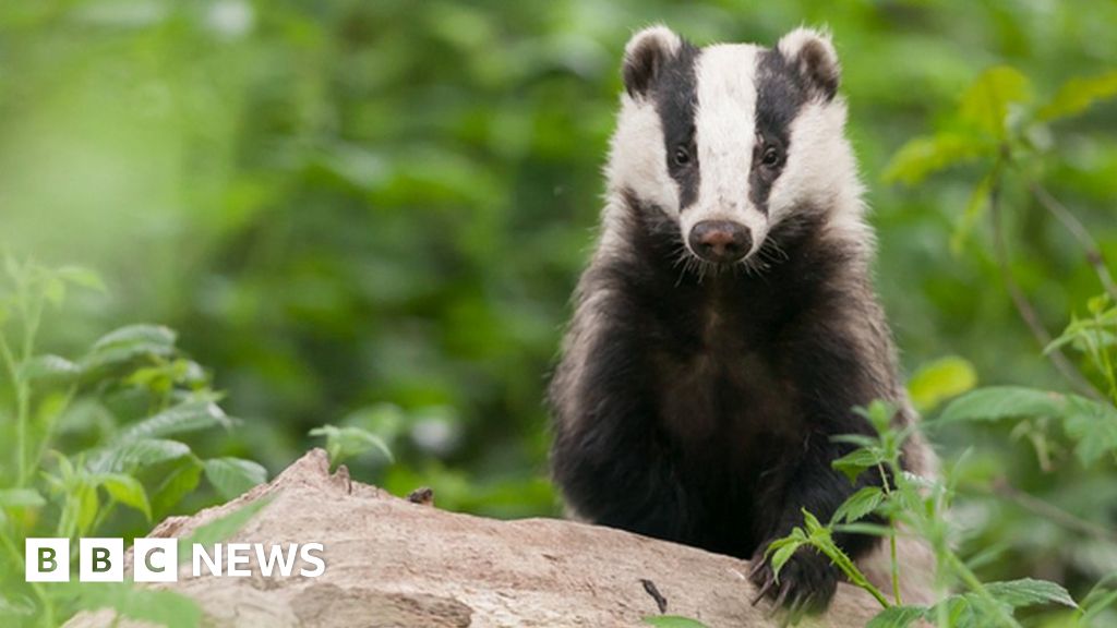 Badger baiting 'Hundreds' illegally killed every season BBC News
